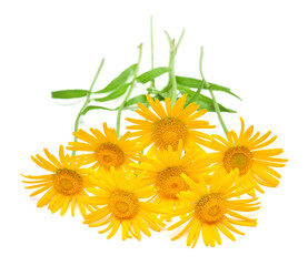 Yellow daisy bouquet isolated on a white background. Flowers card. Flat lay, top view