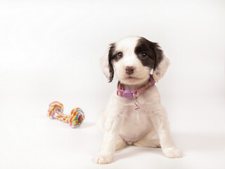 A small black and white Cocker Spaniel puppy sits on a white background 