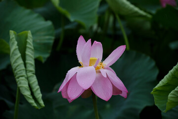 Fototapeta premium nature pond flower rain lotus green Beautiful
