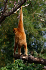 Gibbon, or lesser ape from Asia
