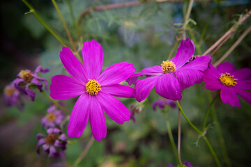 Fototapeta premium Three beautiful, self grown daisy cosmos flowers, growing in straight line at my parents home garden