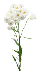 Bouquet of medicinal flowers of yarrow isolated on white background. Achillea millefolium