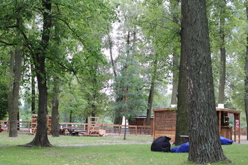 Trees and green grass in the park for recreation