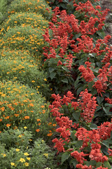 Salvia splendens and marigold grows in the front garden. Beautiful flowers in bloom. Wallpaper image. Warm colors. Selective focus.