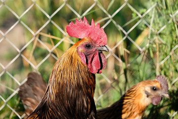 Red Bantam and chicken stand in the roost on the depth background on sunrise time. Farm life picture in sunny day. 