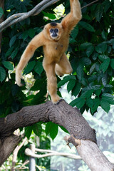 Gibbon, or lesser ape from Asia