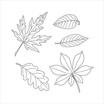 Autumn leaves set of black and white outline seasonal images simple fall ornament in hand drawn doodle style
