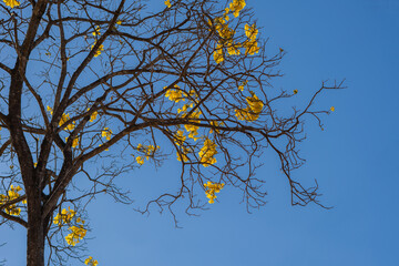 yellow leaves against blue sky