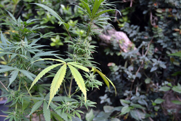 close up of a marijuana plant