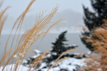 reeds in the snow