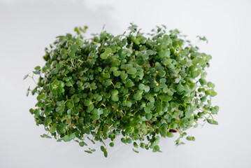 Obraz na płótnie Canvas Micro-green mustard sprouts close-up on a white background in a pot with soil. Healthy food and lifestyle