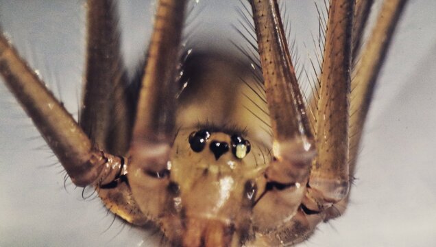 Big zoom spider 2