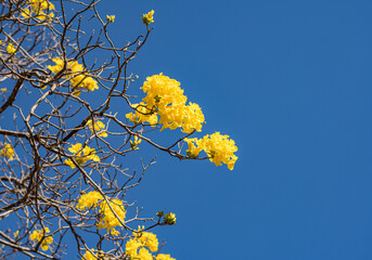 yellow cherry blossom