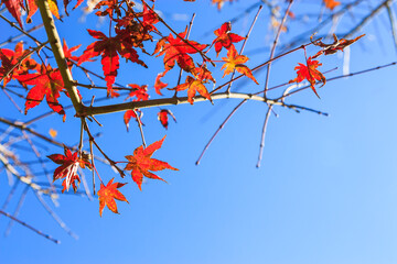 The sunlight hits the red maple leaves in autumn, makes the stripes of the leaves look beautiful, with a backdrop of clear blue skies without clouds suitable for travel on holidays.