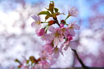 isolated sakura branch in bloom on a blurred background