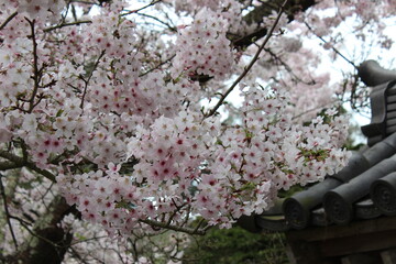 pink cherry blossom tree next to Japanese style roof