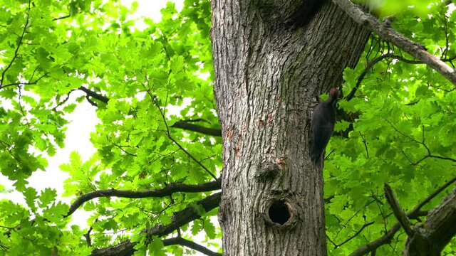 Black Woodpecker on tree near nest in forest, female (Dryocopus martius) - (4K)