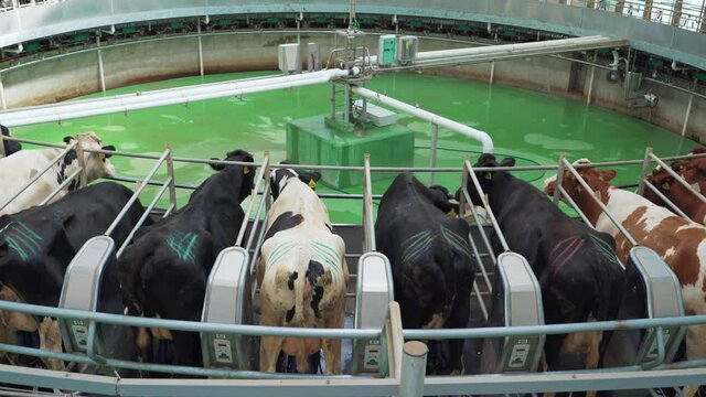 Cows on round rotary machine for milking in dairy farm. Industrial milk and cattle production manufacturing