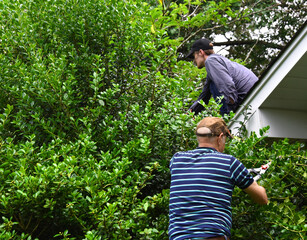 Bush Trimming From Ladder and Rooftop
