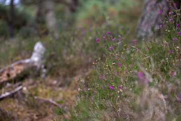 Bell heather, Erica cinerea, flowering plant taken with woodland background during a sunny summers day in scotland.