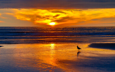Silouette of a seagull on the beach at sunset, Seaside, Oregon coast