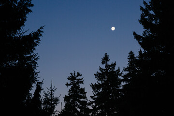 Fir trees in forest silhouette against night blue sky with moon