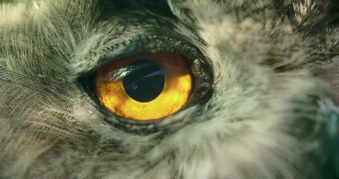 [Horned Owl Close up slow blink eye]Horned Owl Close up slow blink eye