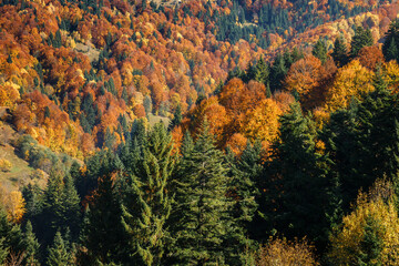 Colorful foliage of forest trees in autumn mountains.