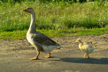 mother goose with little gosling outdoors on a green background