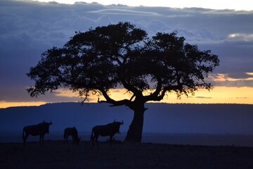 Fototapeta na wymiar Anochece en Masai Mara