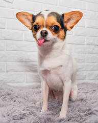 A funny Chihuahua sits on a gray rug against a brick background. Dog cute showing tongue at the camera