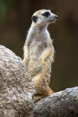 Meerkat standing erect and alert
