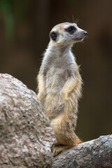 Meerkat standing erect and alert