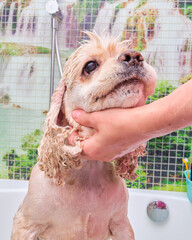 American Cocker Spaniel takes a shower. Groomer washes the dog from dirt. The procedure is done before cutting the hair.
