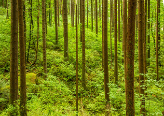 Plakat A forest of ferns and fir trees along the trail to Elwa Falls in the Columbia River Gorge Natioanl Scenic Area, Oregon