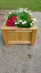 Large wooden pot with Red and White flowers in the summer.