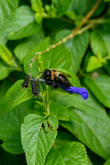 bee on leaf