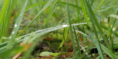 grass with dew drops