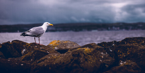 seagull on the beach
