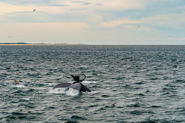 Humpback Whale Provincetown, Cape Cod, Massachussetts, US