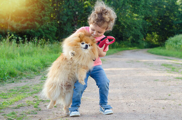 Preschooler kid training, playing with dog outdoors. Little girl takes the spitz in her arms. child hugging a pet. Happy baby is walking with a pomeranian.