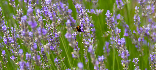 Obraz premium lavender flowers in the field with bee
