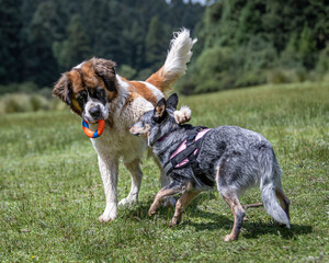 huge young saint bernard dog playing with blue heeler Australian cattle dog in outdoor natural environment