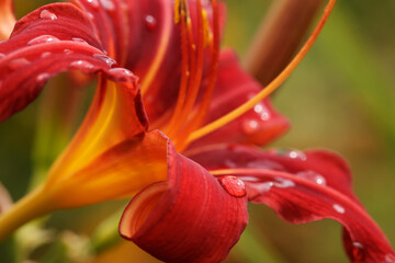 wet flower © Buntbarsch