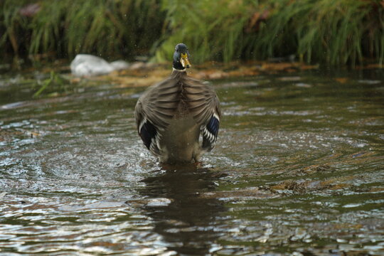Duck flapping its wings over the water