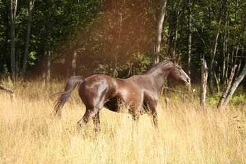 Black horse running in the field