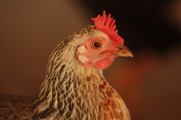 Chicken on a farm close-up portrait