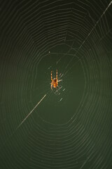 Red spider sitting on its web lighted with sunlight