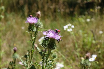 Red bugs on blooming thistles