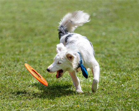 Almost White Border Collie Dog  With Blue Scarf Bandana Running And Playing With Orange Red Frisbee Toy On Green Grass In Outdoor Natrual Plain